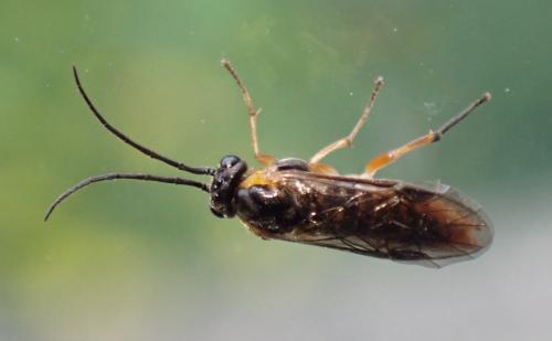 Réf. 303 834 : Euura ribesii